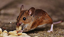 24 Hour & Emergency Exterminators in Lyons Falls, NY